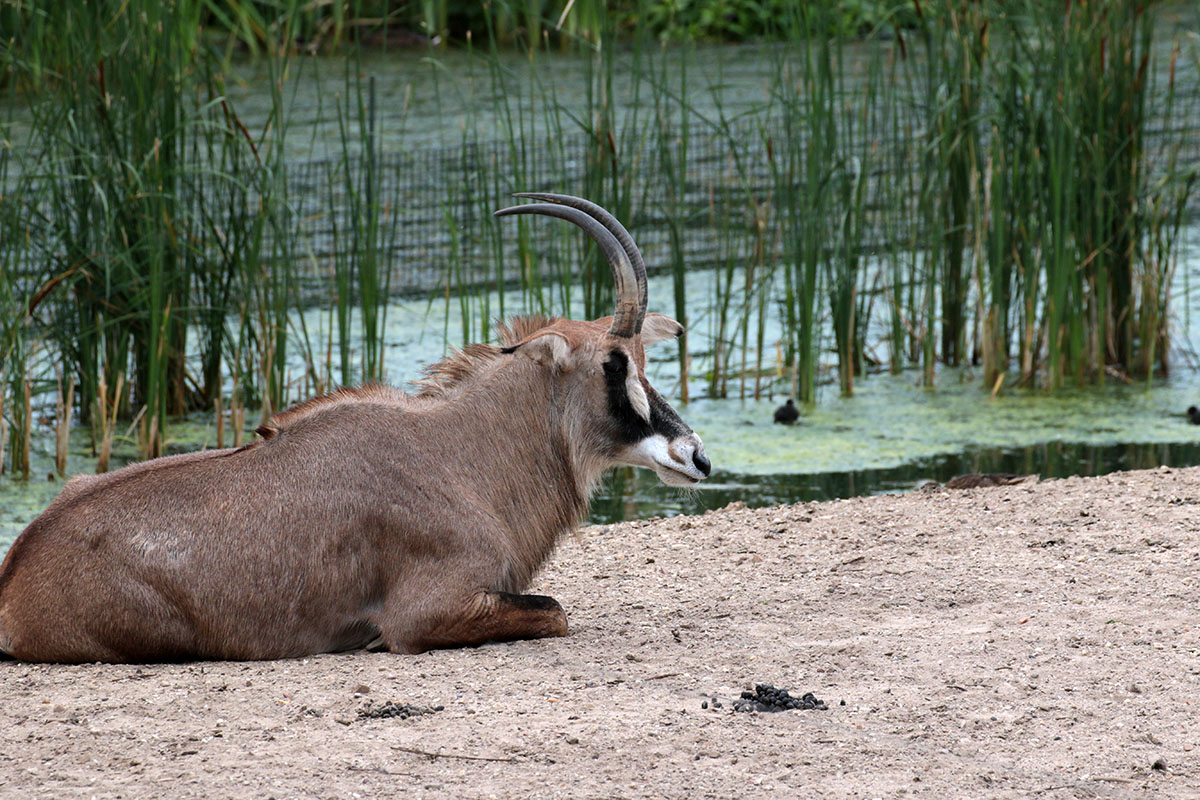 Roanantilope